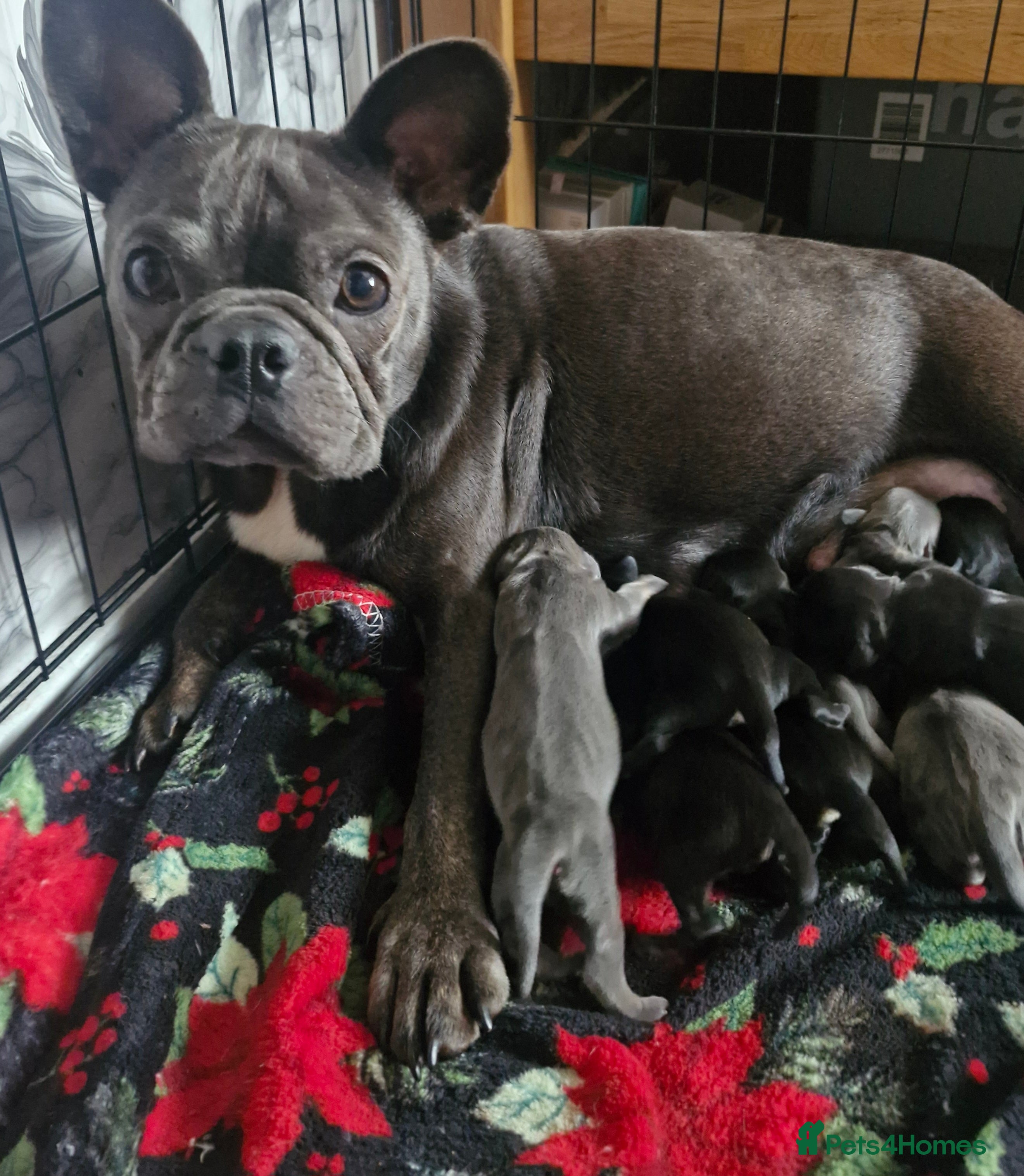 Mixed Breed dogs Frenchie x dashund  - Advert 1