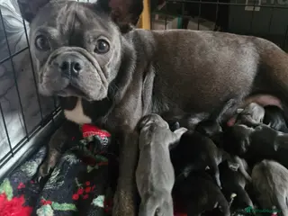 Mixed Breed dogs Frenchie x dashund - Advert 1