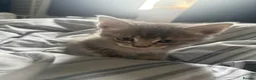 Mixed Breed cats for sale: Kittens  in Haverhill - Advert 11