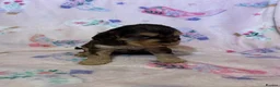 Cocker Spaniel dogs for sale: Beautiful show type cocker spaniel puppies in Dover - Advert 4