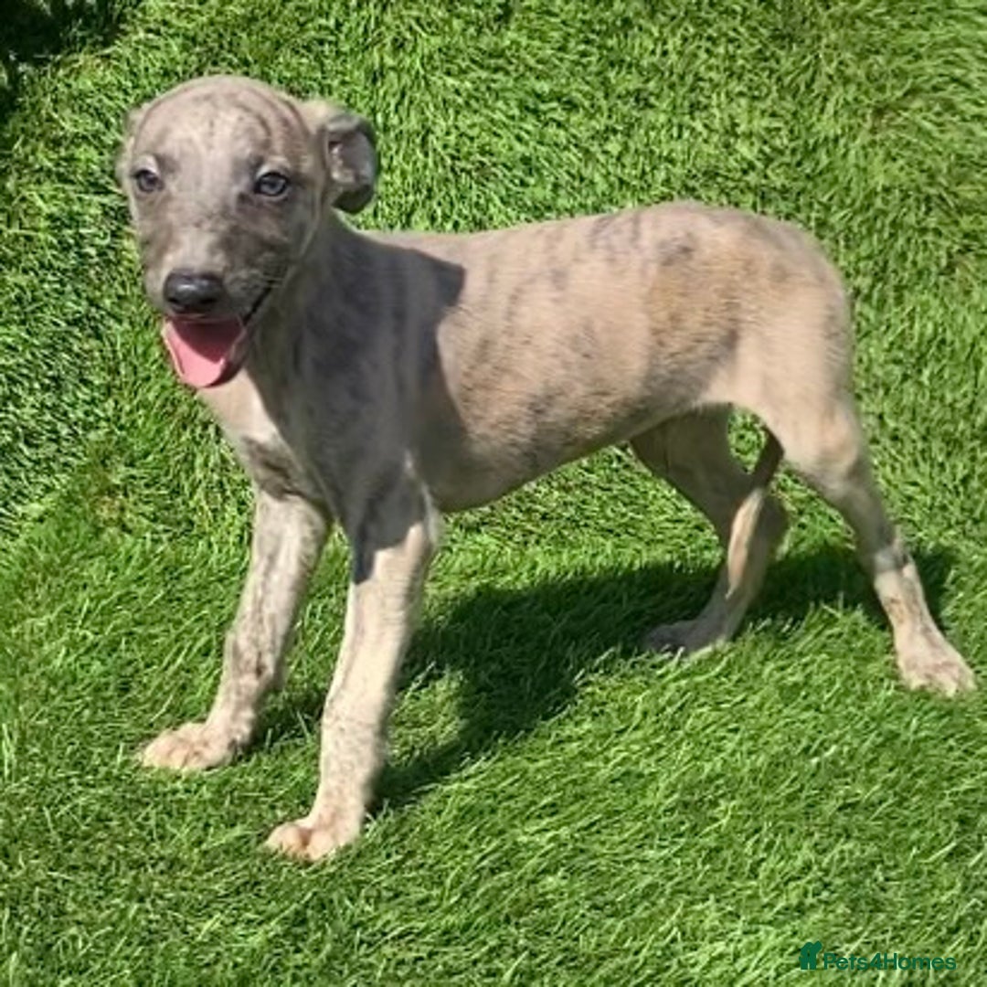 Whippet dogs for sale: Kc whippet pups  - Image 27