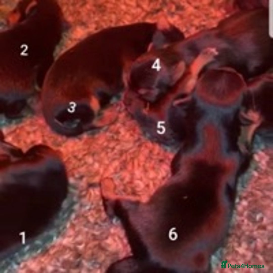 Yorkshire Terrier dogs for stud: Experienced STUD,KC REG Yorkshire Terrier  in Caterham - Advert 9