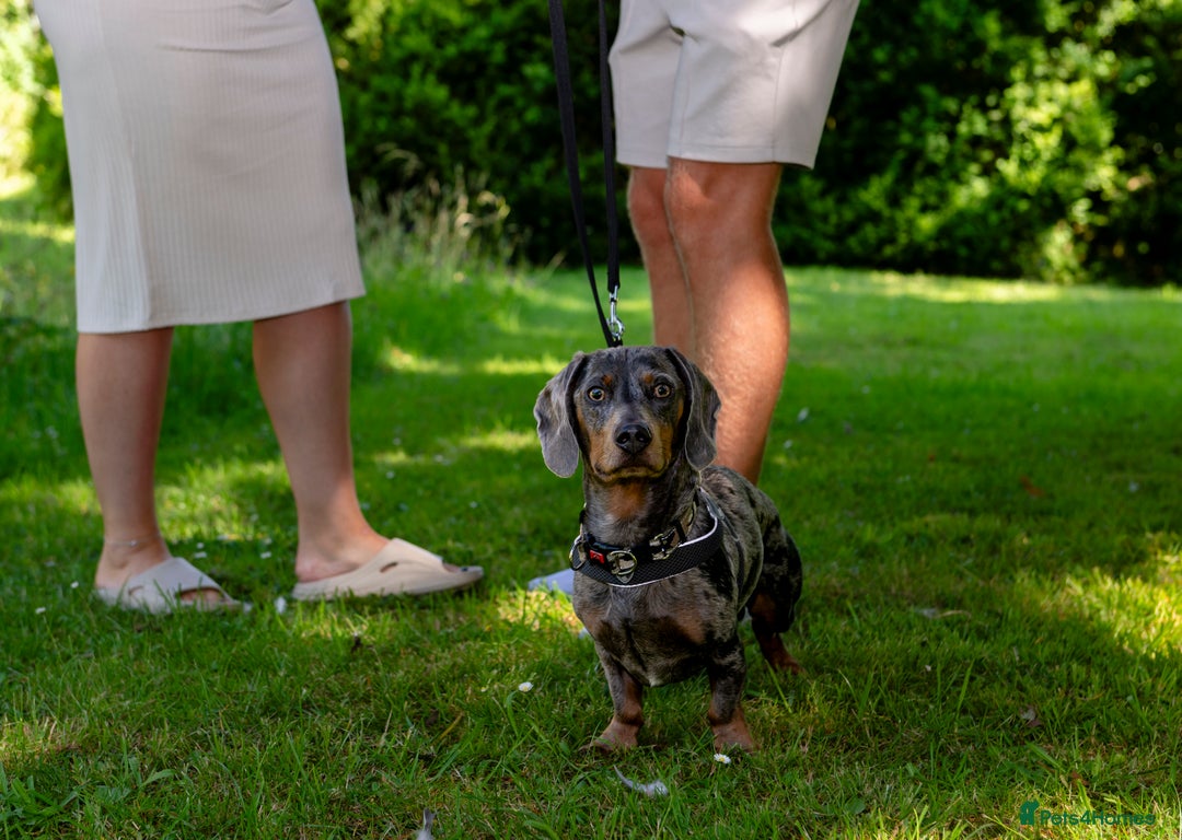 Miniature Dachshund dogs for stud: Proven dapple dachshund for stud - Image 4