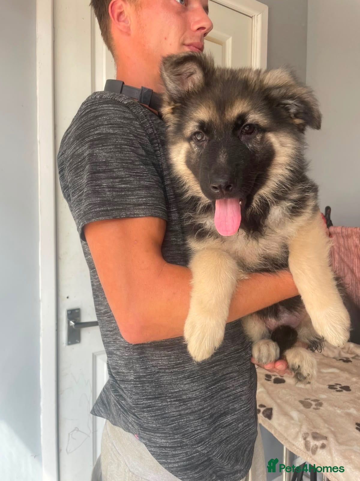 German Shepherd dogs Gorgeous Black&Tan KC German Shepherds 🐾 - Advert 2