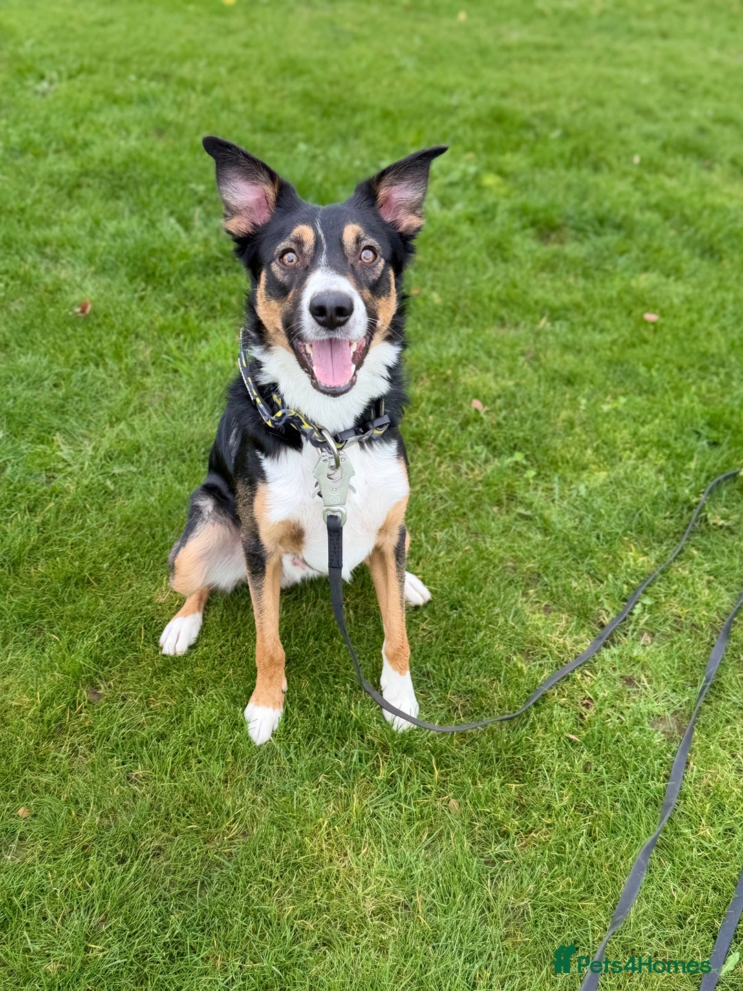 Border Collie dogs for stud: Tri border collie stud - Advert 3