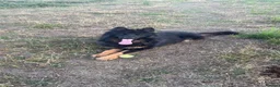 German Shepherd dogs for sale: German Shepherd pups in Kidderminster - Advert 4