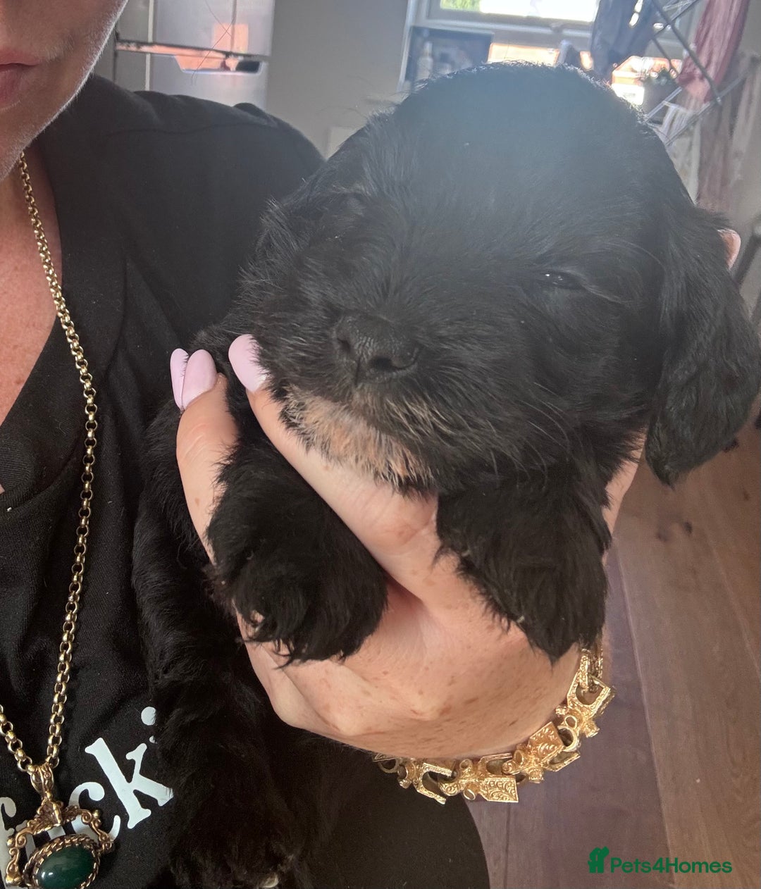 Mixed Breed dogs for sale: Miniature Schnauzer X Cockapoo - Image 13
