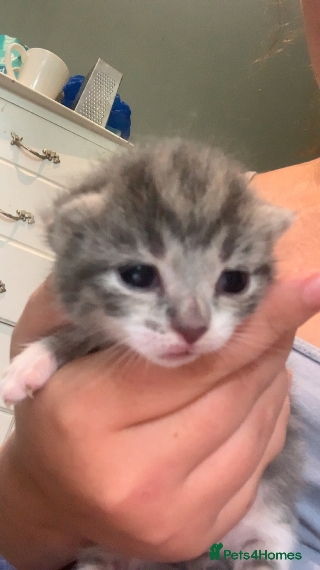 Mixed Breed cats for sale: Mixed breed kittens  - Image 3