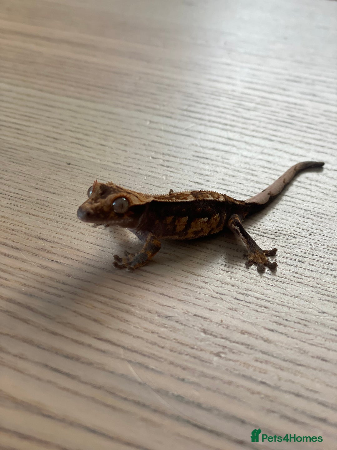 Gecko reptiles for sale: Crested gecko - Image 6