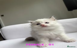 Ragdoll cats for sale: GCCF Ragdoll Kittens – Loving Homes 💕 - Image 3