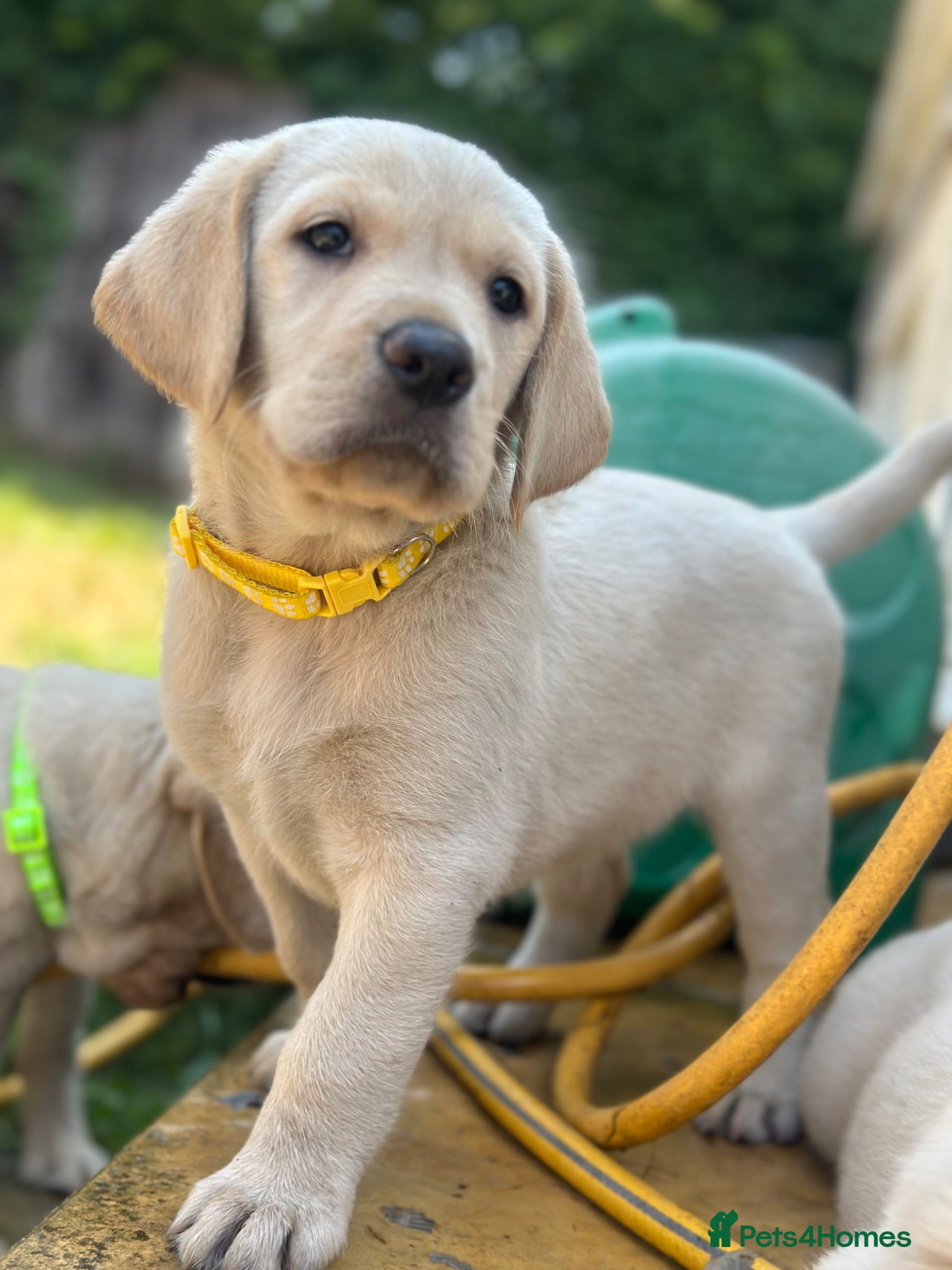Goldador dogs *Gorgeous Goldador puppies* - Advert 1