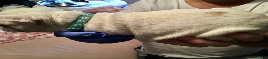 French Bulldog Puppy 1