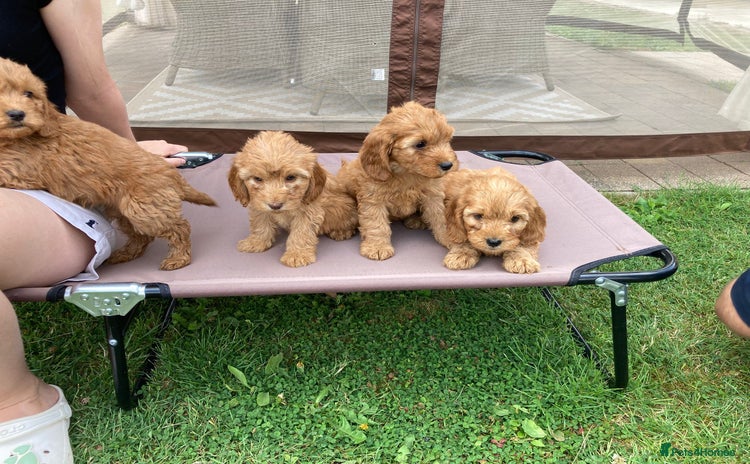 Cockapoo dogs - Advert 3