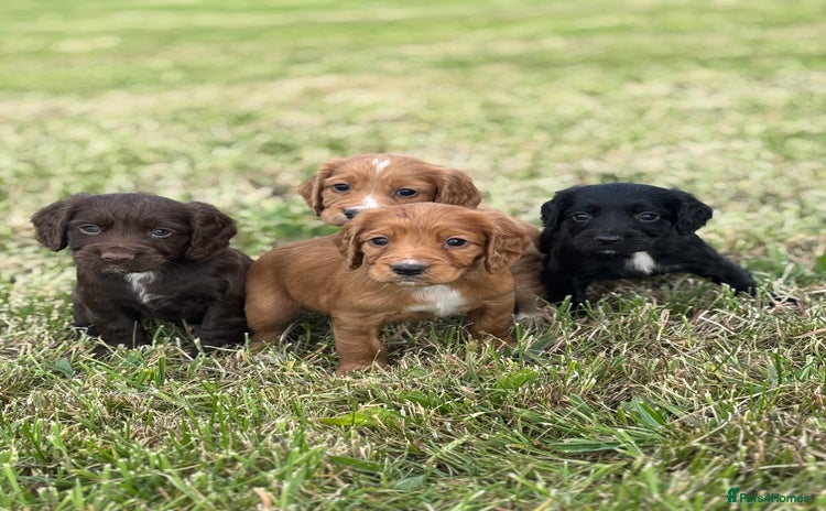 Cocker Spaniel dogs - Advert 12