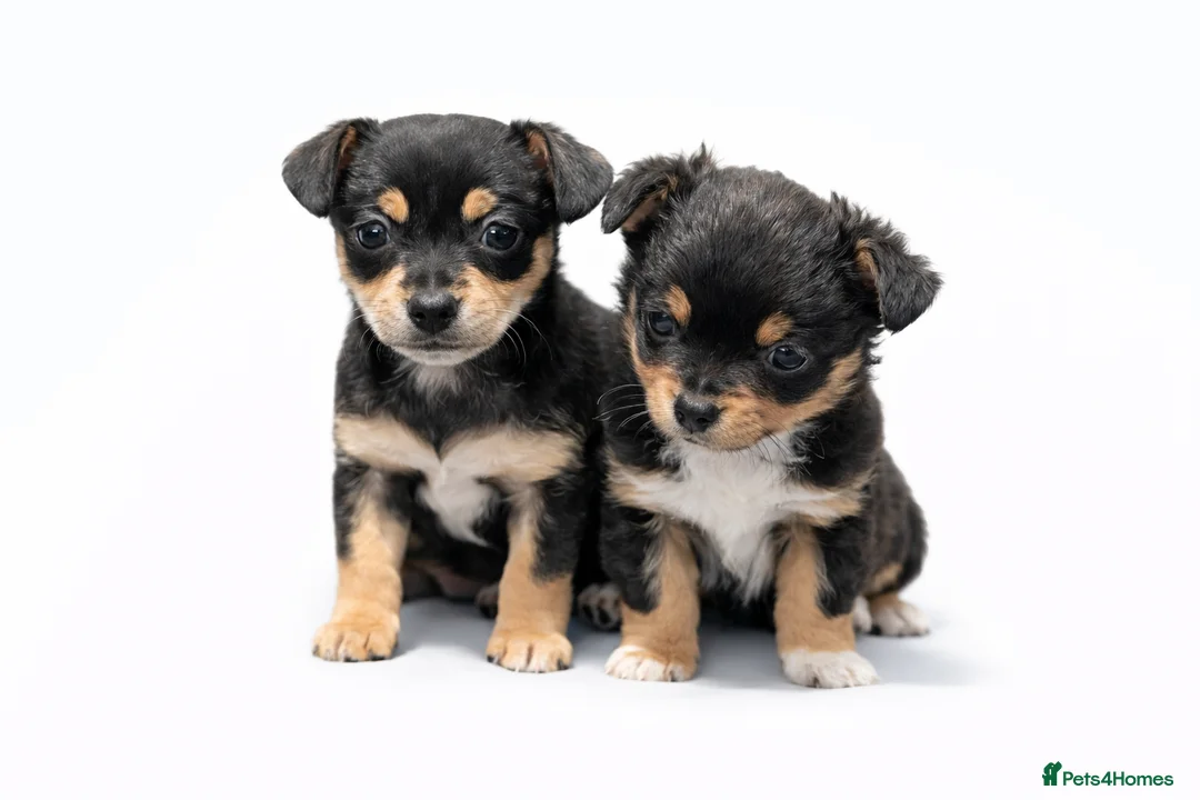 Chihuahua dogs for sale: Beautiful Chihuahua puppies for sale  - Advert 3
