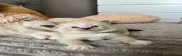 Ragdoll cats for sale: Registered Ragdoll Kittens for sale - Advert 3