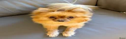 Pomeranian dogs for sale: 2-Year-Old Female Pomeranian (Not Spayed / Intact) - Advert 3