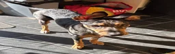 Mixed Breed dogs for sale: Mixed breed pup. - Advert 3
