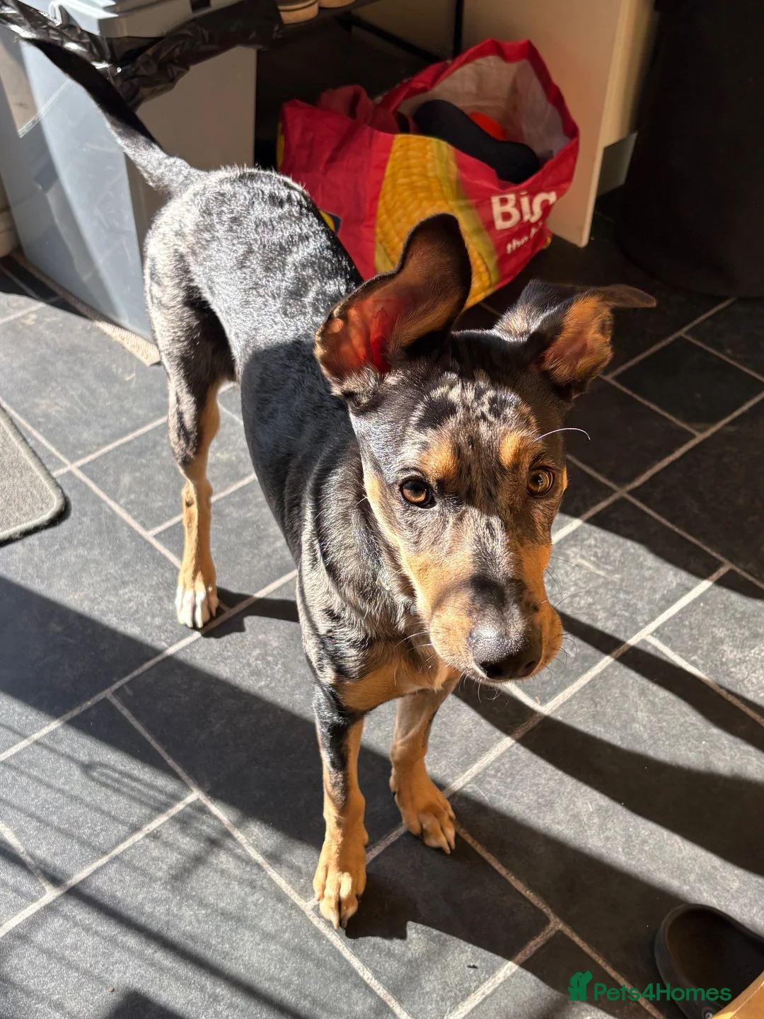Mixed Breed dogs for sale: Mixed breed pup. - Advert 3
