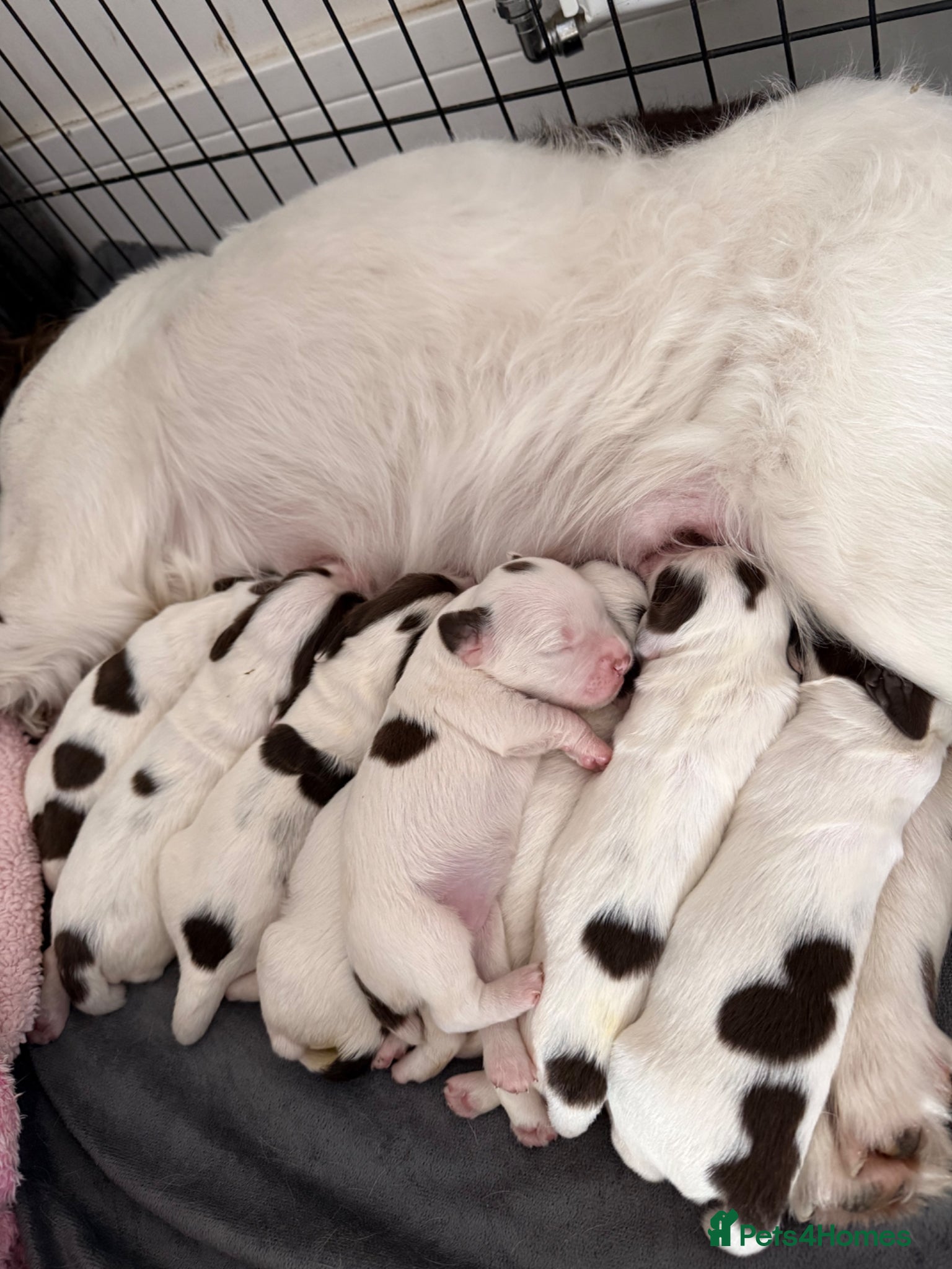 English Springer Spaniel dogs for sale: Kc registered English springer spaniel puppies  in Ryton - Advert 11