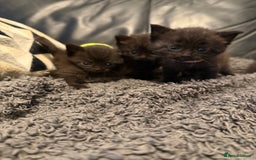 British Shorthair cats for sale: Stunning British Shorthair X Kittens  - Image 10