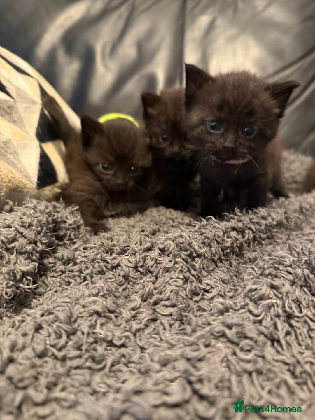 British Shorthair cats for sale: Stunning British Shorthair X Kittens  - Image 10