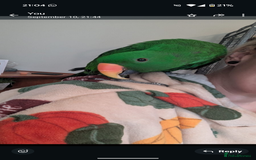 Parrots birds for sale: Male Eclectus  - Image 4