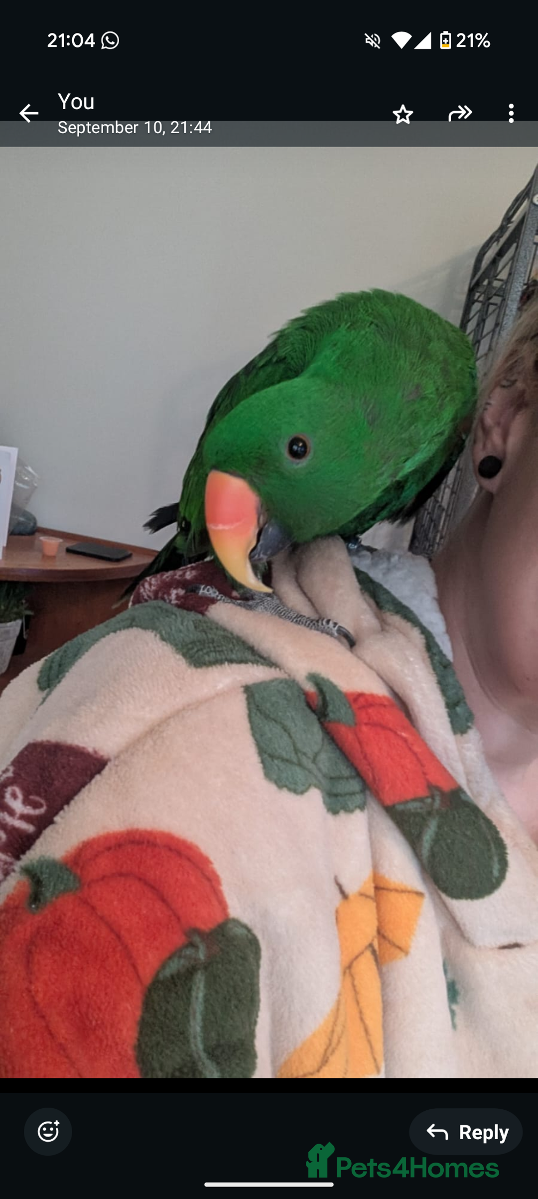Parrots birds for sale: Male Eclectus  - Image 4