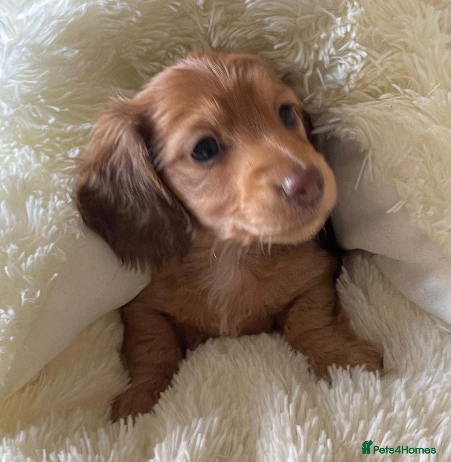 Dachshund dogs Miniature longhaired dachshund Puppies for sale  - Advert 18
