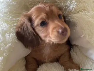 Dachshund dogs Miniature longhaired dachshund Puppies for sale - Advert 18