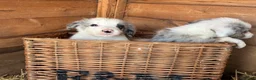Border Collie dogs for sale: Blue merl border collies  - Advert 11