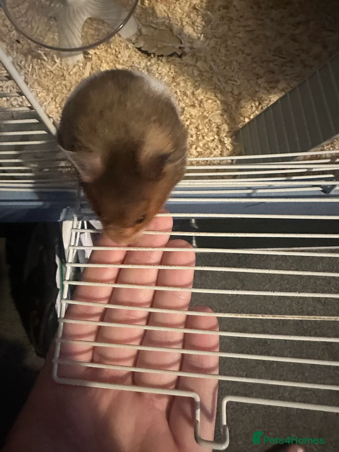 Hamster rodents for sale: Syrian hamster and cage  - Advert 4