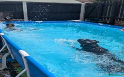 Mixed Breed dogs for sale: Lovely boy reluctant sale - Image 4