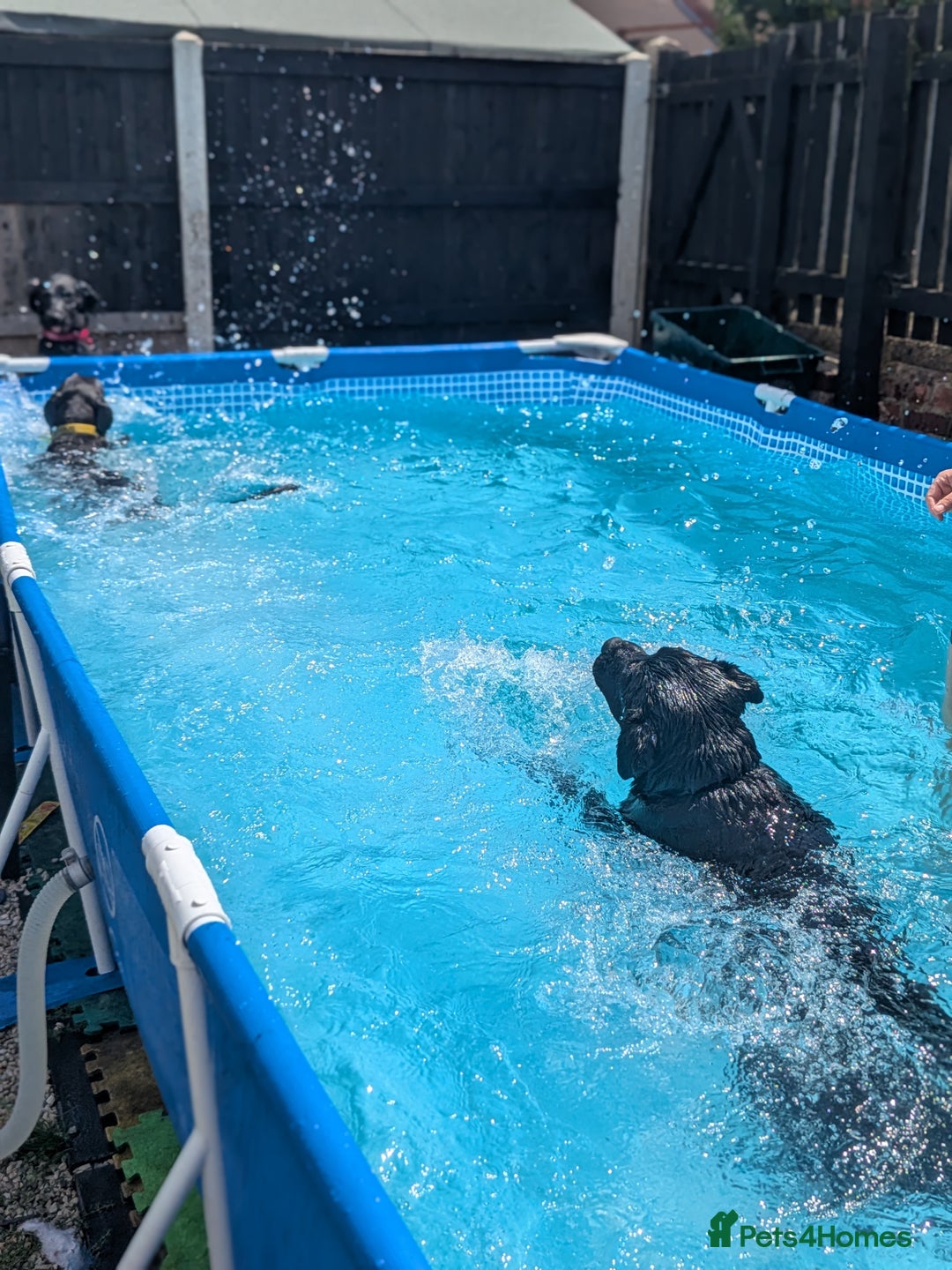 Mixed Breed dogs for sale: Lovely boy reluctant sale - Image 4