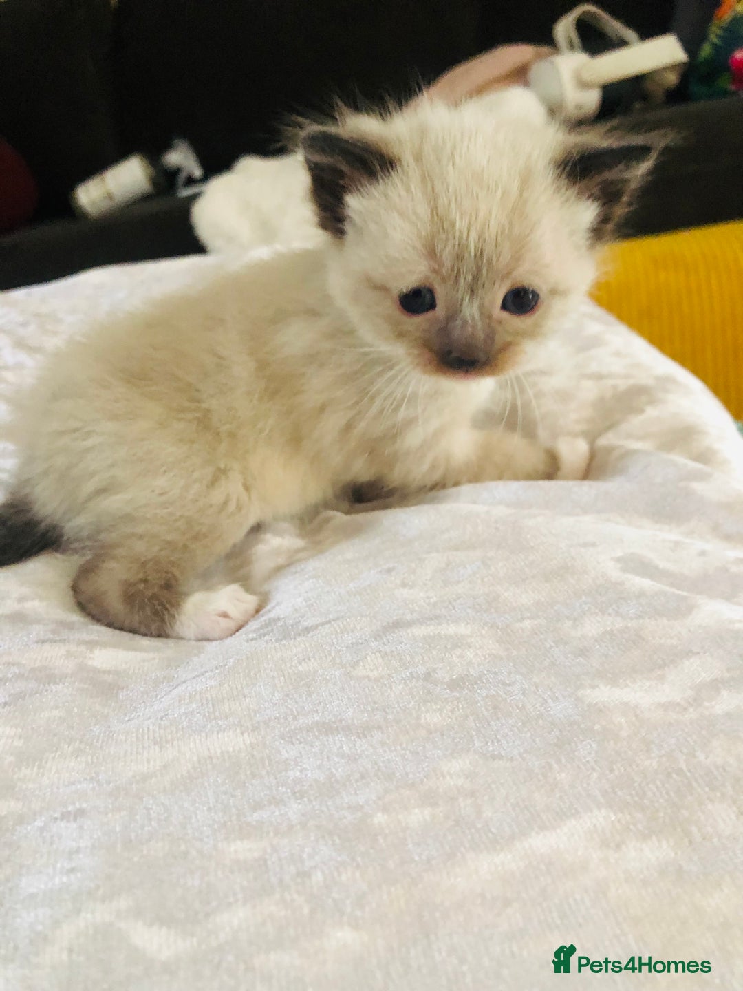 Ragdoll cats for sale: Ragdoll kittens  - Advert 22