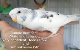 Budgerigars birds for sale: Superb home bred beautifully coloured baby budgies - Image 4