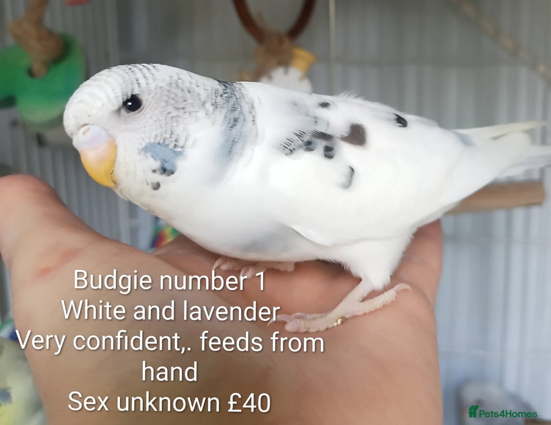 Budgerigars birds for sale: Superb home bred beautifully coloured baby budgies - Image 4