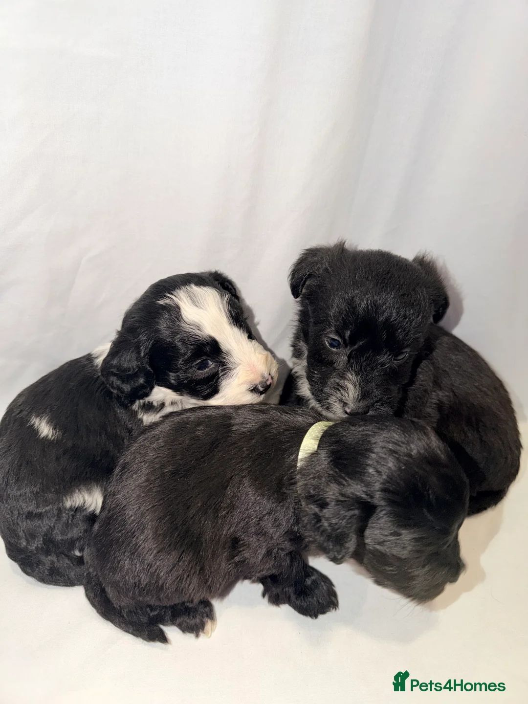 Cockapoo dogs for sale: f2 Cockapoo puppies  - Advert 18