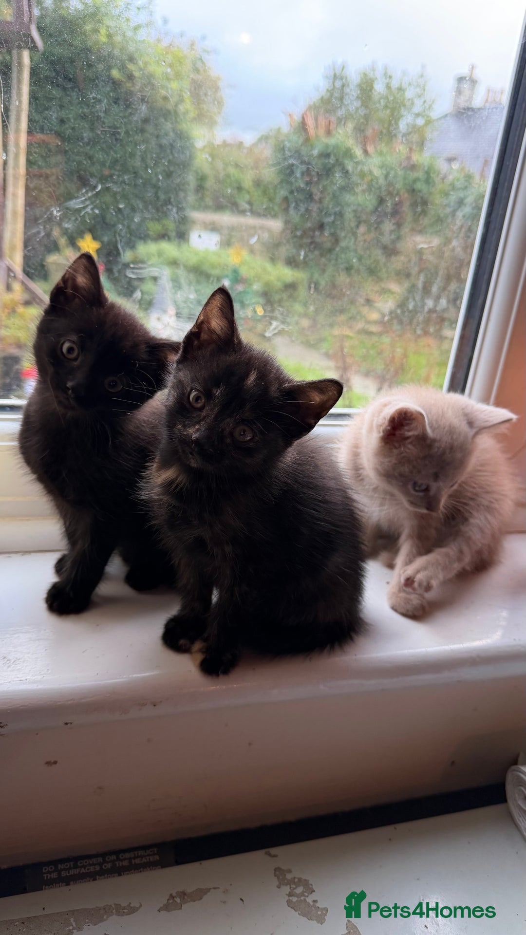 Mixed Breed cats for sale: 🐾Adorable Litter of 5 Kittens Ready now🐾  - Advert 5