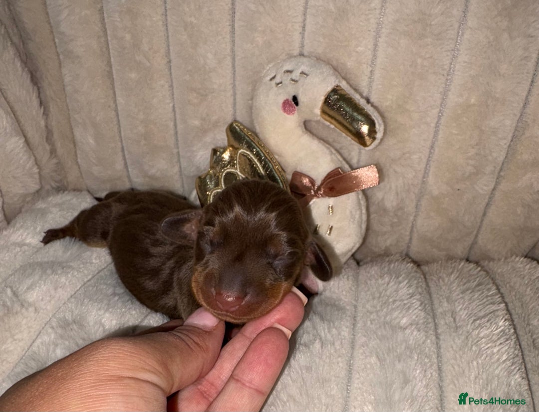 Miniature Dachshund dogs for sale: Miniature dachshund pups for sale 2 boys 1 girl  - Image 39
