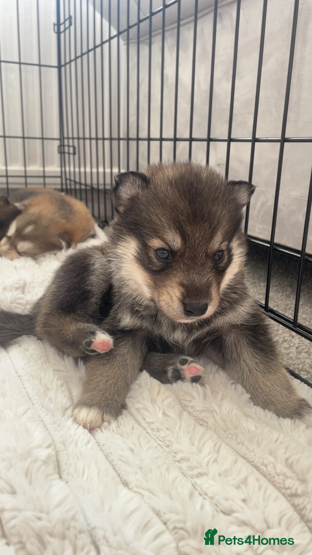 Siberian Husky dogs for sale: Husky pups - Advert 2