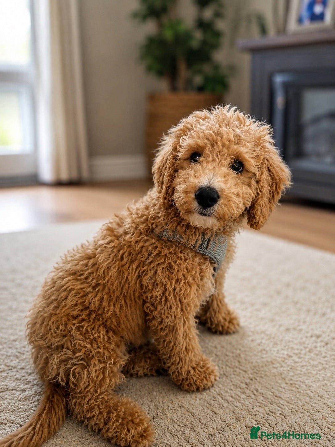 Cavachon dogs 🐶 1 boy   cavapoochon pup ready to leave 🐶  - Advert 1