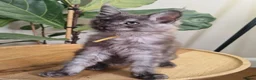 Maine Coon cats for sale: Stunning XL Black & Blue Smoke TICA Maine Coons - Advert 8
