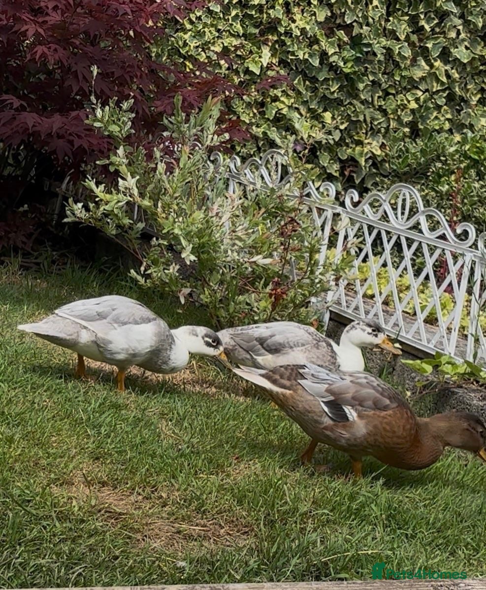 Ducks poultry Call ducks trio - Advert 22