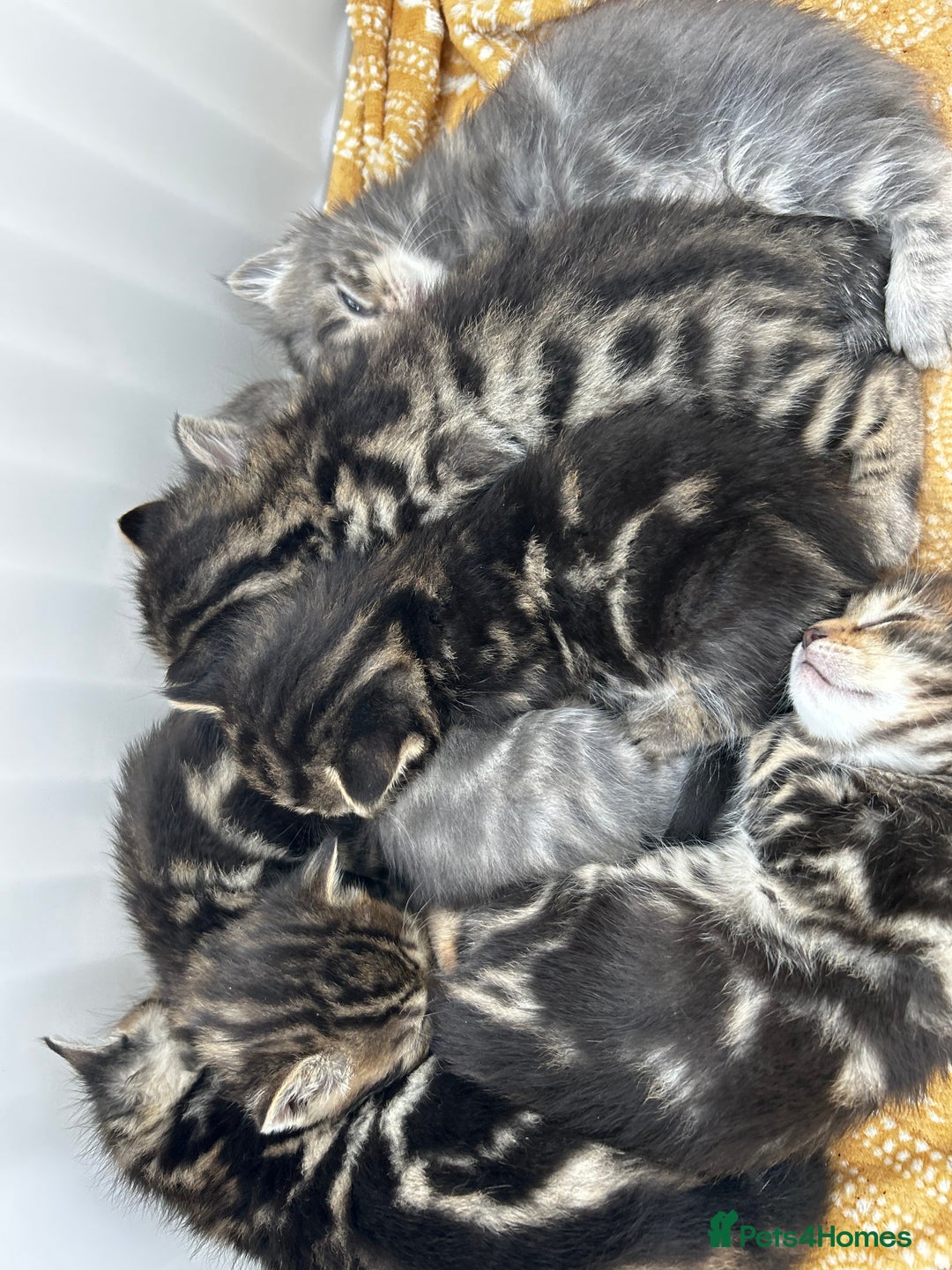 Bengal cats for sale: Bengal cross kittens  - Image 5