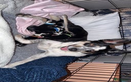 Border Collie dogs for sale: Border collie pups - Image 8