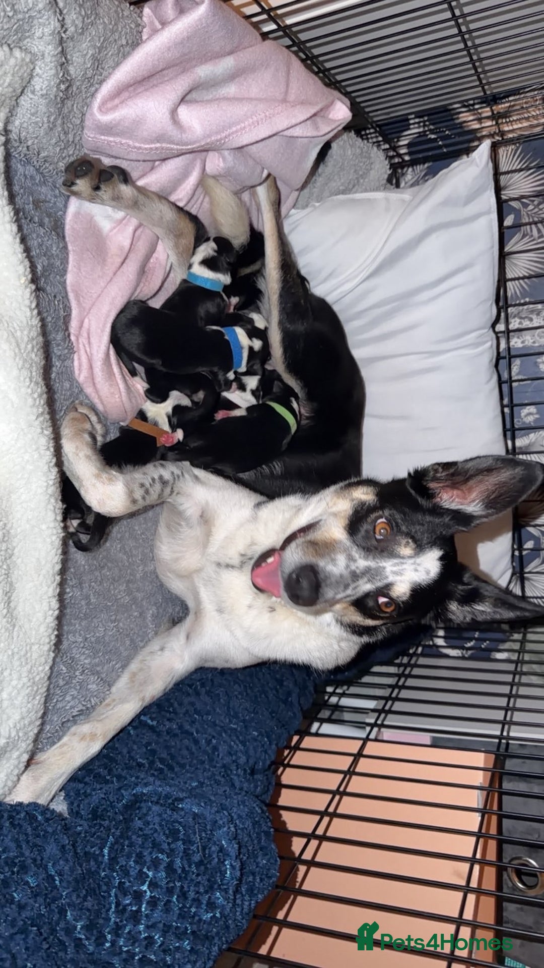 Border Collie dogs for sale: Border collie pups - Image 8