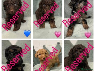 Cavapoo dogs ✨ All puppies reserved✨Ready 22nd Dec f1b cavapoos - Advert 4
