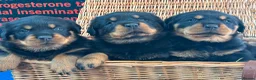 Rottweiler dogs for sale: 3 big chunky Rottweiler pups - Advert 6
