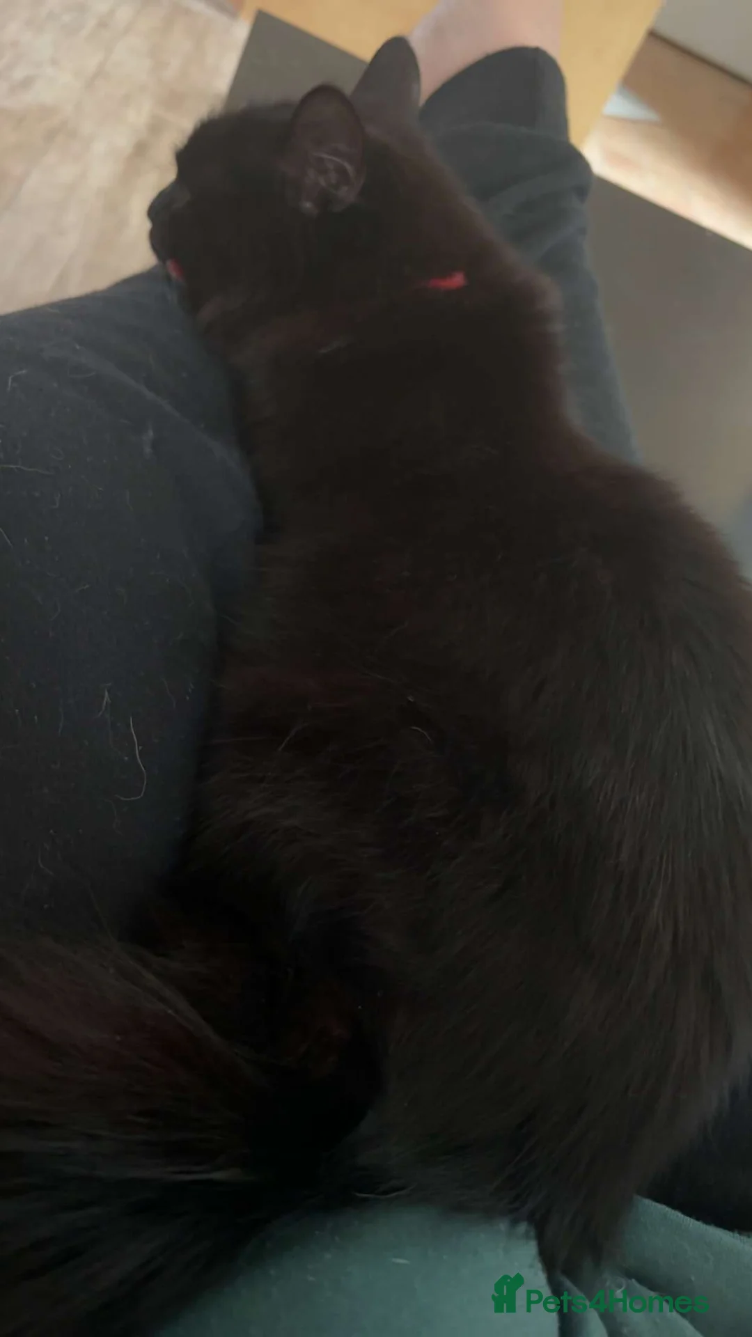 Turkish Angora cats for sale: Binx. in Blackpool - Advert 3